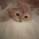 ketchys_kitty