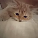:ketchys_kitty: