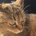 :ivy: