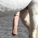 BDSM_OA_HorseCock