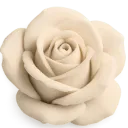 beige_rose