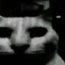 schizocat