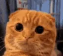 quh