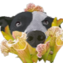 peek Discord emoji