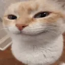 huhcat_smug