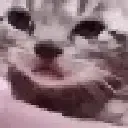 A_CatCry A_CatCry