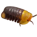 isopod