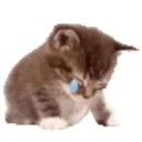 crying_gato