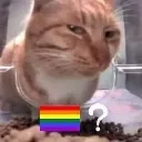 gay