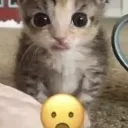 shock