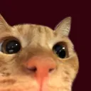 stare