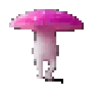 fungi