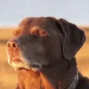 gooddog