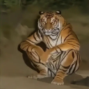 A tiger in a human-like squatting position looking forward.