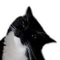 maxwellwtf