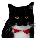 maxwelldapper