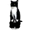 maxwellstand