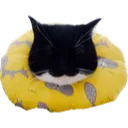 maxwellsleepy
