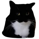 maxwelljudge