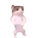 catdance