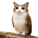 meowl