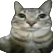 gaylookingcatjustponderinglife