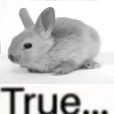 littlefunnybunnytrue