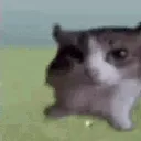 stupidBOOMcat