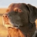 sigh custom emote - Drug Dealers