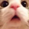 ccgg_catamazed