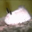 SEABUNNY