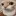 insanelylowqualitycatstare