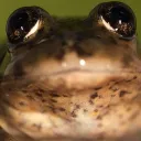 Neemofrog