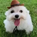 sm_dog_happy