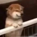 barfi custom emote - Melodiez | 💗👀