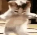 hipsshakeycat