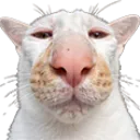 maw