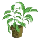 houseplant