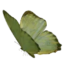 greenbutterfly