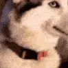 awkwarddog