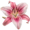 0_lilly Discord sticker - /genuinely ₊˚・