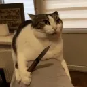 Gato_asesino