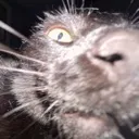 smelly