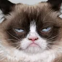 gato