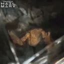 rocky_surprise