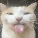 cat_BLEH