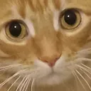 cat_disappointed