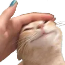 cat_pat
