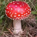 mushroom