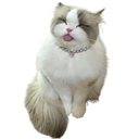 cutecattongue custom emote | The GOON haunts me